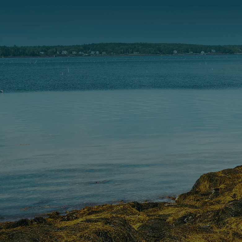Ocean shoreline with seaweed